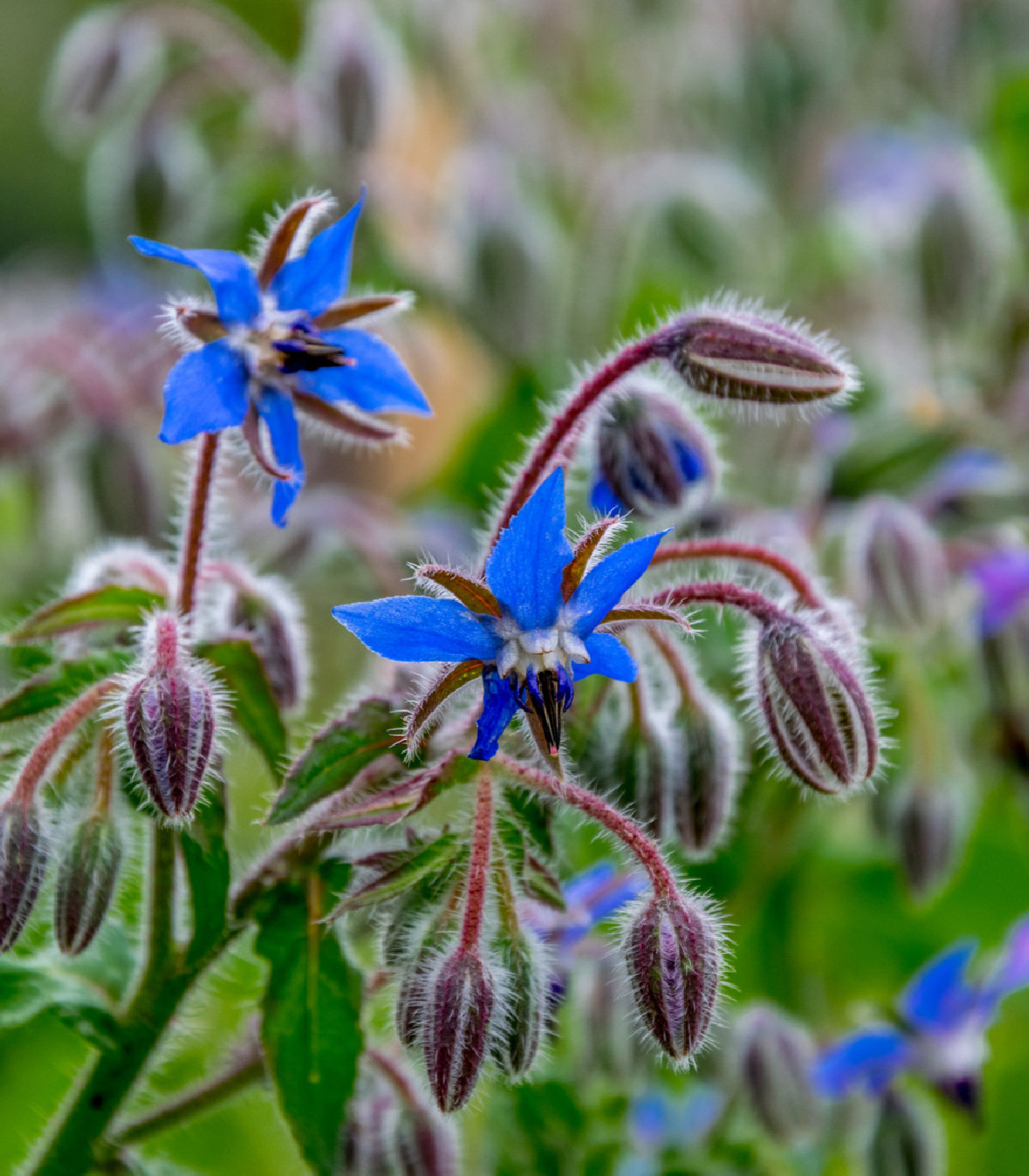 Borák modrý - Borago officinalis - semená - 20 ks