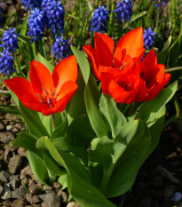 Tulipán viackvetý praestans Zwanenburg var. - Tulipa - cibuľoviny - 3 ks