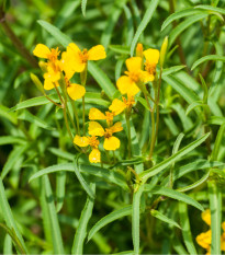 Aksamietnica mexická - Tagetes lucida - semená - 0,2 g