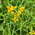 Aksamietnica mexická - Tagetes lucida - semená - 0,2 g