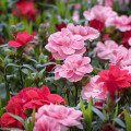 Klinček trpasličí zmes farieb - Dianthus caryophyllus - semená - 130 ks