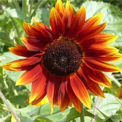 Slnečnica ročná Fantázia F1 - Helianthus annuus - semená - 6 ks