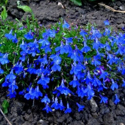 Lobelka drobná Crystal Palace - Lobelia erinus - semená lobelky - 1000 ks