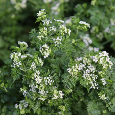 Trebuľka siata - Anthriscus cerefolium - semená - 250 ks