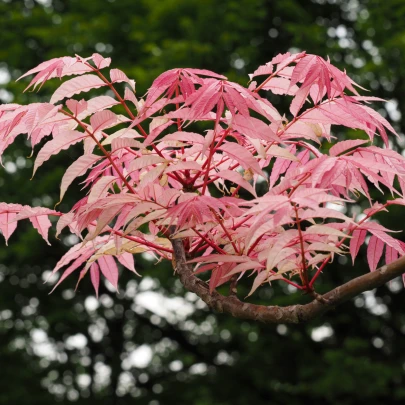 Cesnakovník čínsky - Toona sinensis - semená - 7 ks