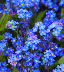 Nezábudka alpská tmavo modrá - Myosotis alpestris - semená - 130 ks