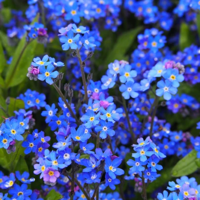 Nezábudka alpská tmavo modrá - Myosotis alpestris - semená - 130 ks