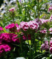 Klinček bradatý plnokvetý zmes - Dianthus barbatus - semená - 250 ks