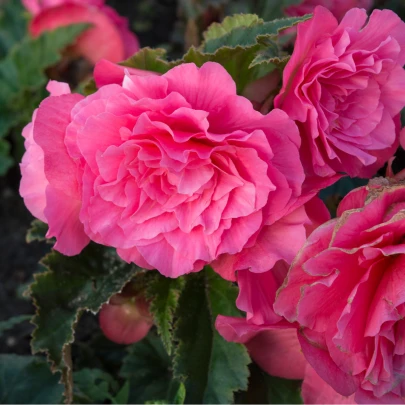 Begónia ružová - Begonia pendula maxima - cibuľoviny - 2 ks