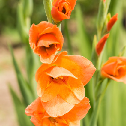 Gladiola oranžová - Gladiola - cibuľoviny - 3 ks