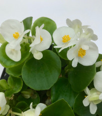 Drobnokvetá begónia biela - Begonia multiflora maxima - cibuľoviny - 2 ks