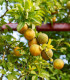 Citrónovníkovec trojlistý - Citrus trifoliata - semená - 4 ks