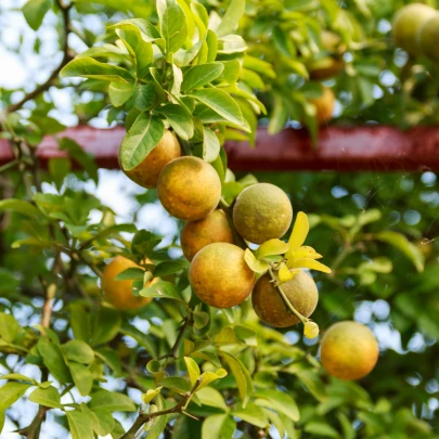 Citrónovníkovec trojlistý - Citrus trifoliata - semená - 4 ks