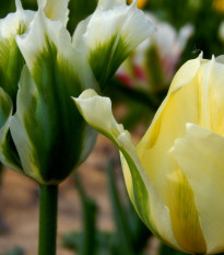 Tulipán Spring green - Tulipa - cibuľoviny - 3 ks