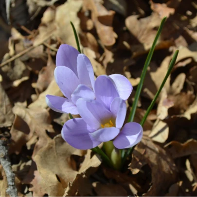 Krókus Zonatus - Crocus - cibuľoviny - 3 ks