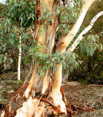 Eukalyptus Pauciflora - Blahovičník - Eucalyptus pauciflora - semená - 8 ks