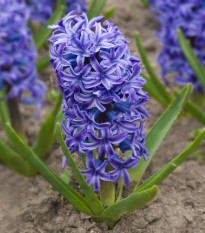 Hyacint Delft Blue - Hyacinthus - cibuľoviny - 1 ks