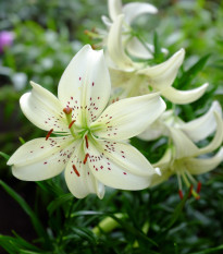 Ľalia White tiger - Lilium - cibuľoviny - 1 ks