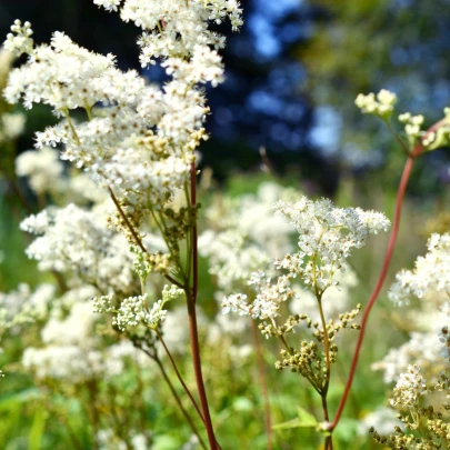 Túžobník brestový - Filipendula ulmaria - semená - 8 ks