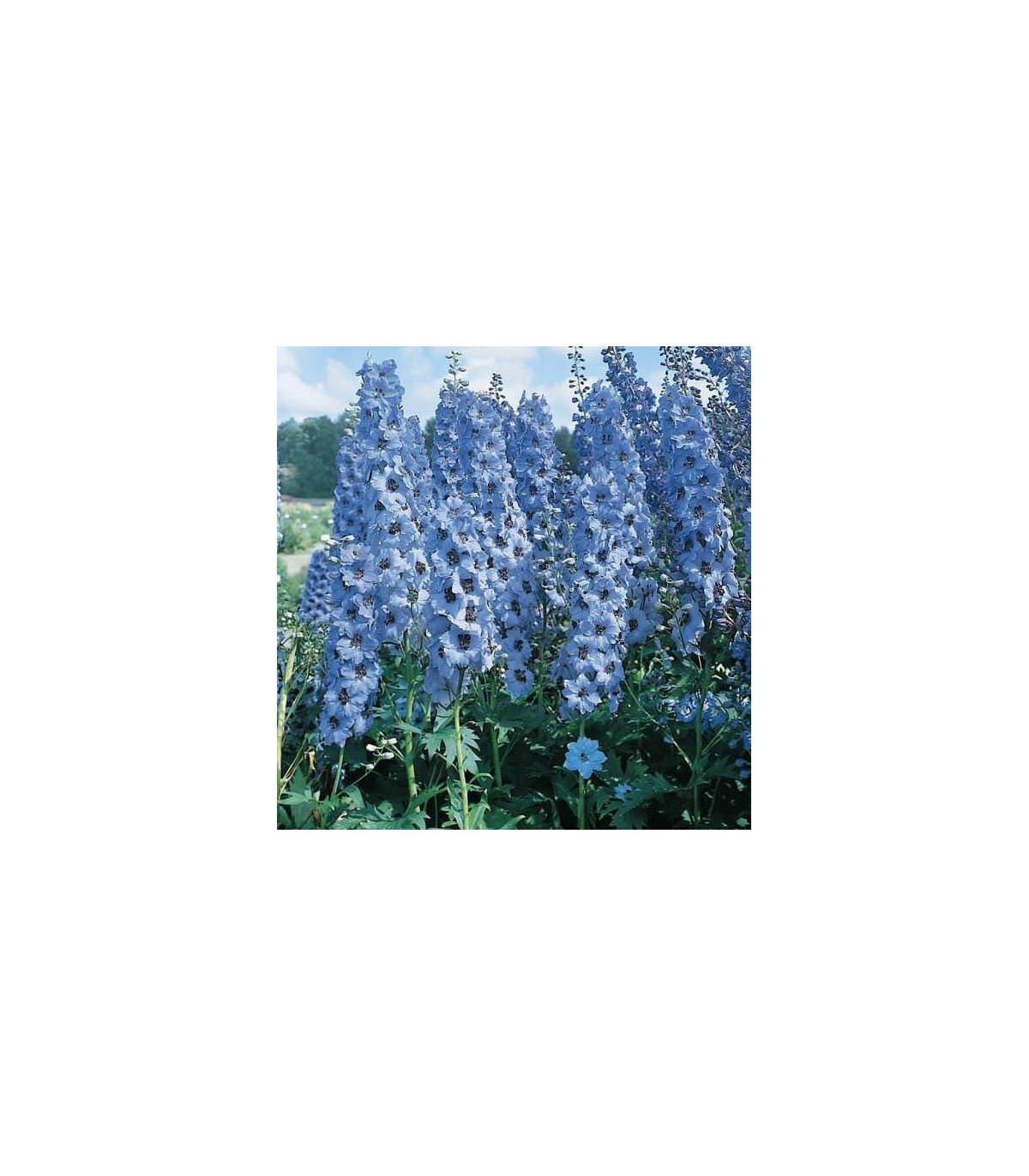 Stračia nôžka modré odstiene - Delphinium cultorum - semená - 50 ks