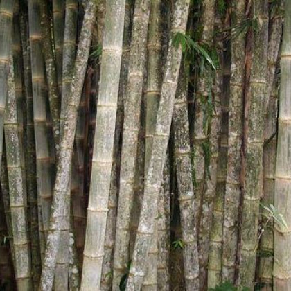 Bambus najvyšší - Dendrocalamus giganteus - semená - 2 ks