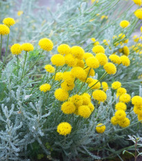 Santolina cypruštekovitá - Santolina chamaecyparissus - semená - 5 ks