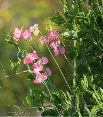 Hrachor voňavý kráľovský lososovo ružový - Lathyrus odoratus - semená - 20 ks