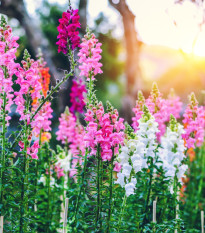 Papuľka najväčšia zmes - Antirrhinum maximum - semená - 400 ks