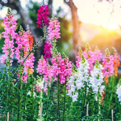 Papuľka najväčšia zmes - Antirrhinum maximum - semená - 400 ks