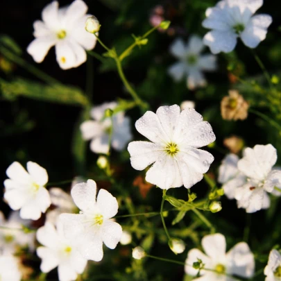 Šater biely elegantný - Gypsophila elegans - semená - 200 ks