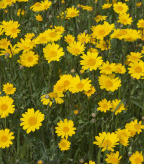 Margaréta osenná Helios - Chrysanthemum segetum - semená - 100 ks