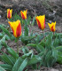 Tulipán Stresa - Tulipa - cibuľoviny - 3 ks