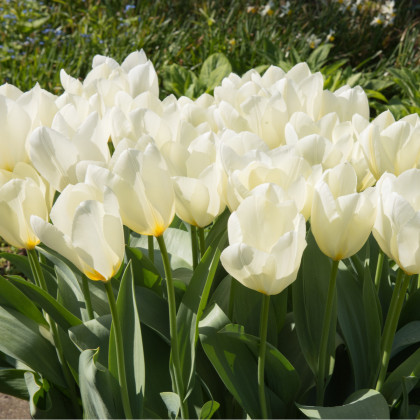 Tulipán White Purissima - Tulipa - cibuľoviny - 3 ks