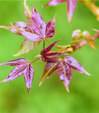 Ambróz západný - Liquidambar formosana - semená - 10 ks