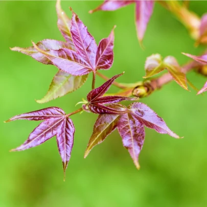 Ambróz západný - Liquidambar formosana - semená - 10 ks