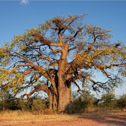 Baobab africký - Adansonia digitata - semená - 3 ks