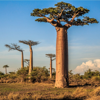 Baobab grandidieri - Adansonia grandidieri - semená - 2 ks