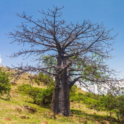 Baobab suarézsky - Adansonia suarezensis - semená - 2 ks