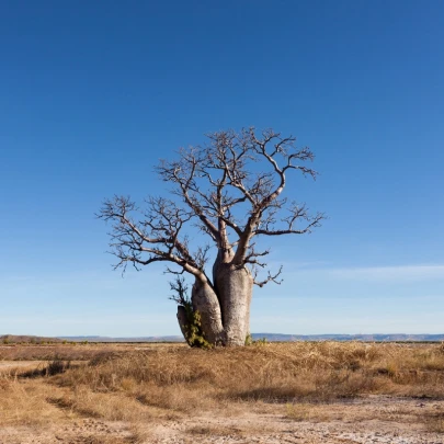 Austrálsky baobab - Adansonia gregorii - semená baobabu - 3 ks