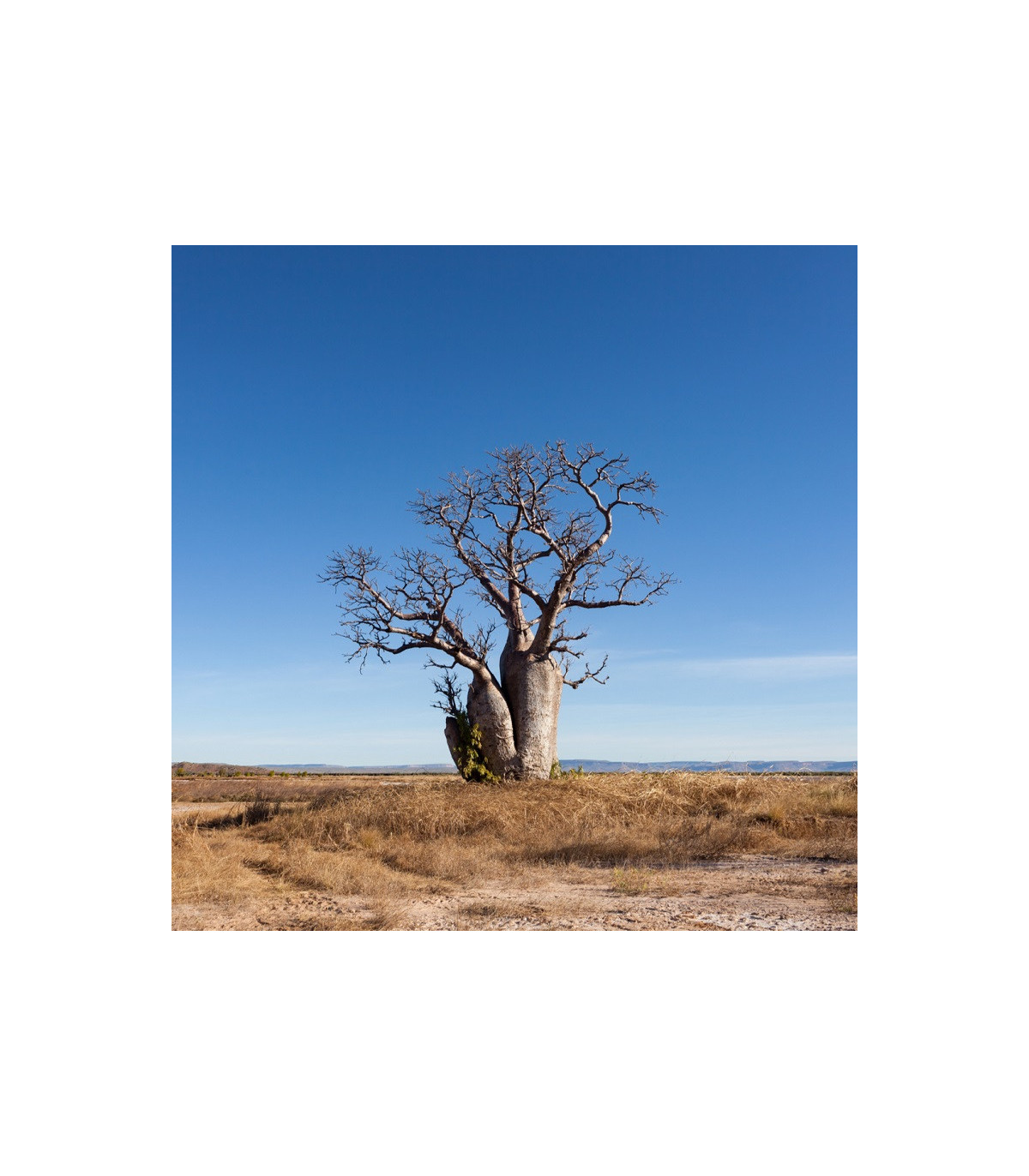 Austrálsky baobab - Adansonia gregorii - semená baobabu - 2 ks