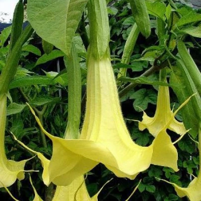 Brugmansia žltá - Brugmansia sp - predaj semien - 5 ks