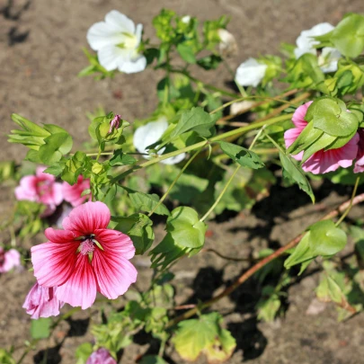 Slez trojklaný zmes farieb - Malope trifida - semená - 30 ks