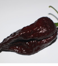 Chilli Trinidad Scorpion Moruga Chocolate - Capsicum chinense - semená - 5 ks