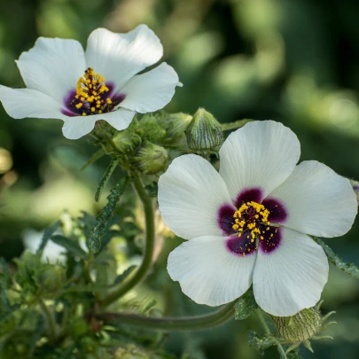 Ibištek trojdielny - Hibiscus trionum - semená - 5 ks