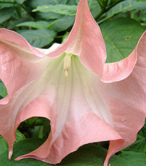 Brugmansia ružová - Brugmansia sp - predaj semien - 5 ks