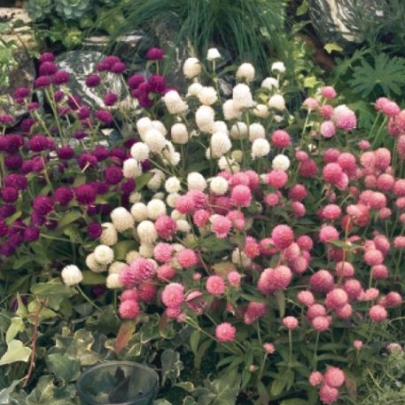 Pestrovka guľovitá zmes farieb - Gomphrena globosa - semená - Gomfréna hlávkatá zmes farieb - Gomphrena globosa - semená - 0,1 g