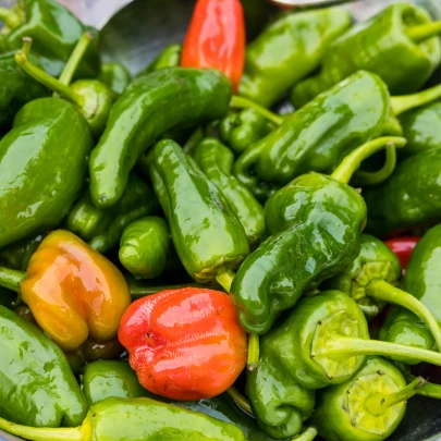 Chilli Pimentos de Padron - Capsicum annuum - semená - 7 ks