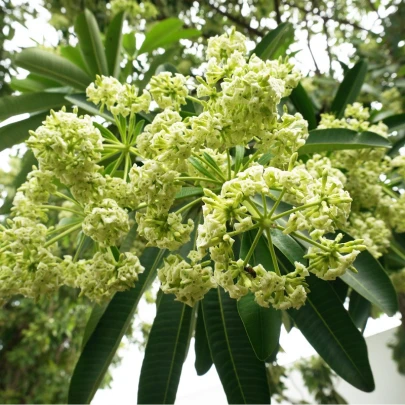 Pulai - Alstonia scholaris - semená - 8 ks