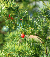 Tis japonský - Taxus Cuspidata - semená - 5 ks