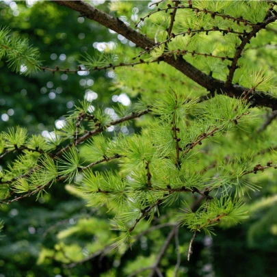 Smrekovec sibírsky - Larix sibirica - semená - 10 ks